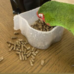 What I Learned After Switching to the Right Bulk Bird Food Suppliers