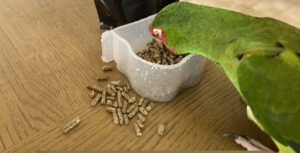 Bulk Bird Food