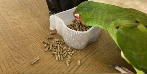 Bulk Bird Food